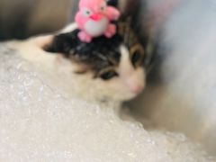 -PETKIT小佩宠物(古北店)