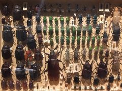 -墨尔本博物馆(Melbourne Museum)