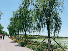 -天津东丽湖风景区