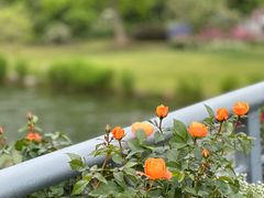 -上海辰山植物园