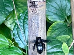 -广州神农草堂中医药博物馆