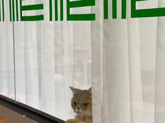 -Cappucimeow猫咪咖啡馆(韦伯时代店)