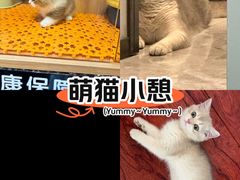 -欣宠猫屋·矮脚拿破仑·蓝金金渐层