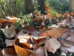 -上海佘山国家森林公园天马山园