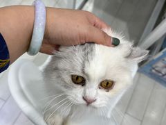 -喵的天空名猫咖啡馆·撸猫·猫舍·用品