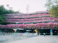 -深圳仙湖植物园-停车场