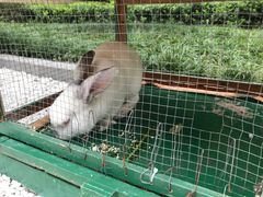 -成都安仁福朋喜来登酒店