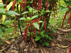 -中国科学院西双版纳热带植物园