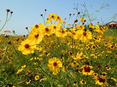 花的海洋-北纬44度·金珠花海休闲农业旅游景区