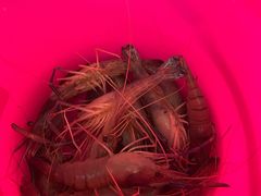 -光头佬钓虾场·烧烤·聚餐·亲子(金沙洲店)