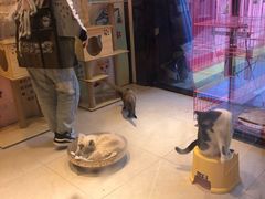 -猫咪博物馆(顶澳仔猫街店)