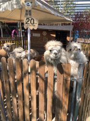 -萌宠亲子动物乐园(槐房万达店)