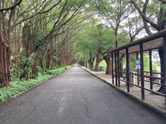 -大湾区中央湿地公园