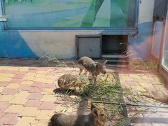 -大连森林动物园