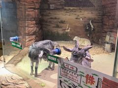 -正佳雨林生态植物园