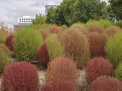 -春花秋色城市公园