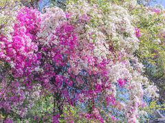 -深圳国际园林花卉博览园