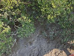 -北海金海湾红树林生态旅游区