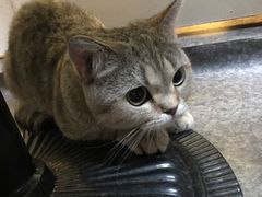 -猫色咖啡·猫咖