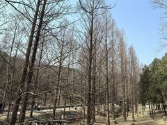 -白水寺森林公园