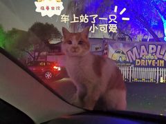 -枫花园汽车电影院(朝阳公园店)