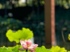 -陈家山荷花公园