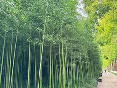 -黄海国家森林公园