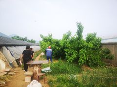 -鱼子山桑葚生态采摘园