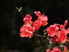 -瑞安圣井山景区