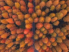 -黄海国家森林公园