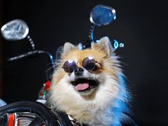 -超宠爱宠物摄影-Super pet