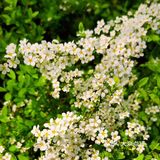 春日怎么能不踏青呢[加油]