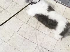 -艾吉宠物医院·疑难杂症转诊中心·猫友好(碧江路院)