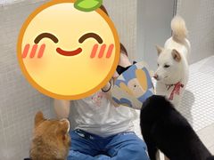 -柴务处·柴犬主题狗咖