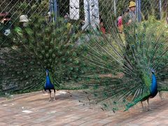 -长白岛森林公园