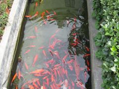 鱼塘-老洋房花园饭店(绍兴路店)