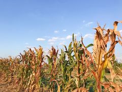 -喜洋洋蟹庄(阳澄湖店)