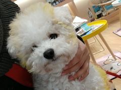 -Pets First伊珊娜洗护·精致美容·家庭式寄养(新会路店)