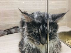 -飞行喵MR PILOT|猫舍·猫咖(静安大融城店)