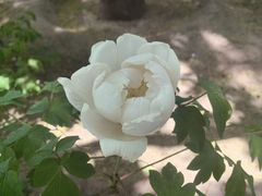 -月坛公园