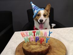 -百好乐宠物友好餐厅(朝外大街店)