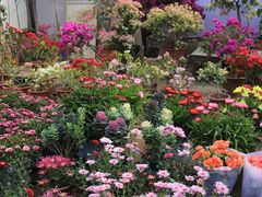 -桂林市花鸟市场