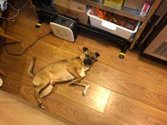 -小团圆糖水铺(襄阳南路店)