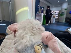-佩兹宠物医院肿瘤专科·眼科·牙科(黄浦店)