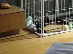 -天宠宠物医院24小时·急重症诊疗中心·全科·腔镜特色(和平分院)