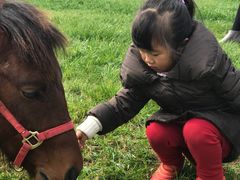 -田园东方蜜桃村的田野营地