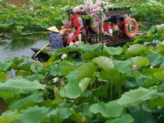-荷塘月色湿地公园·向阳花洲