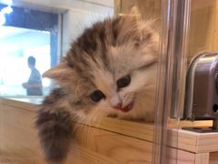 -爪爪喵星球·猫舍(前海卓越店)