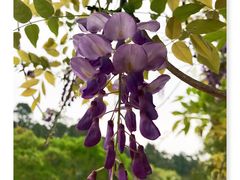 -南国桃园旅游度假区