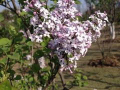 iphone_upload_pic-白塘生态植物园